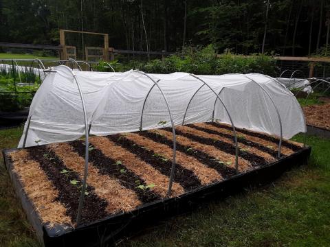 Using Row Covers in the Garden Extension